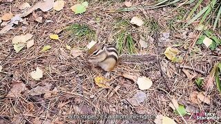 A walk in the forest park with my stepsister